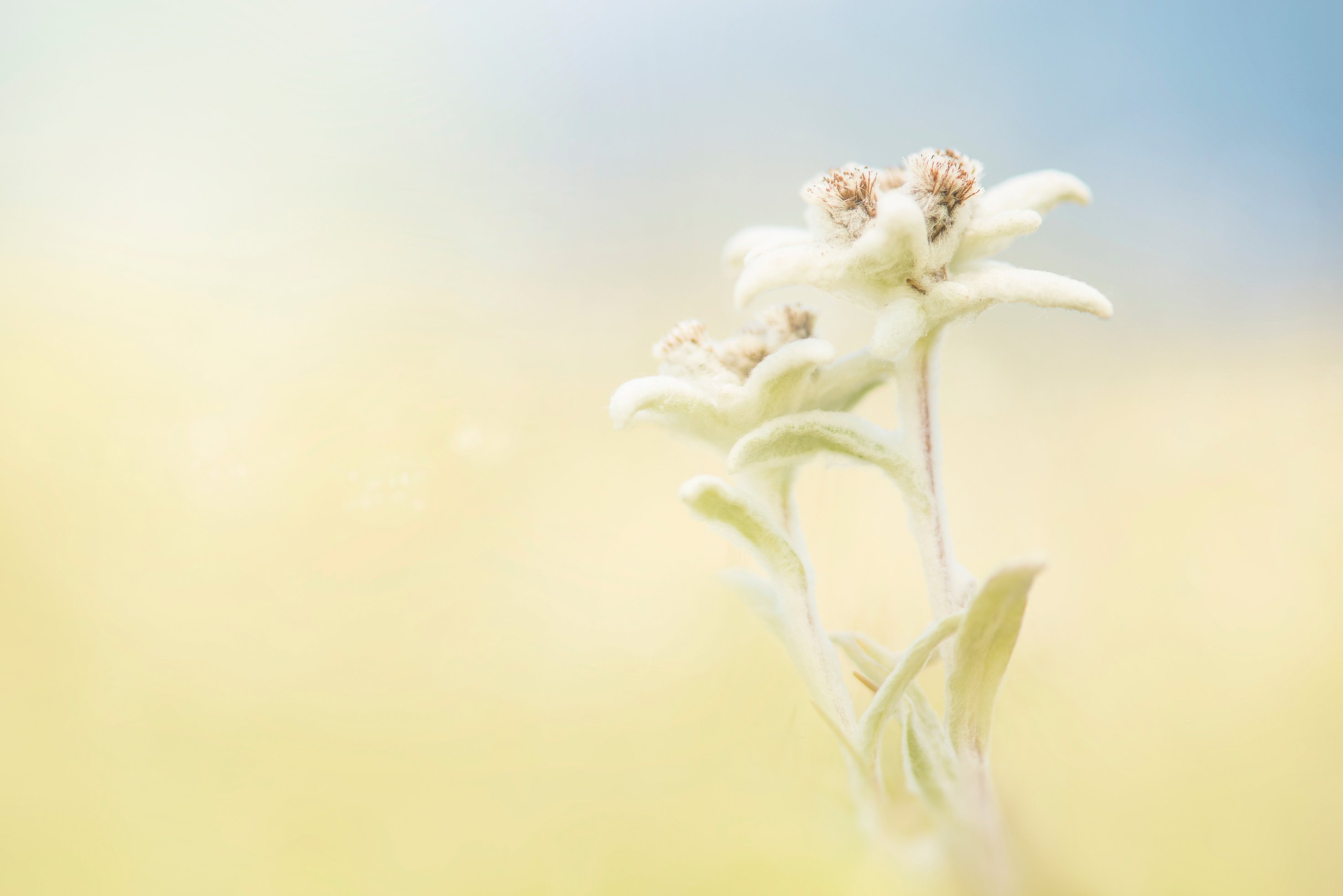 Edelweiss Flowers in a Field